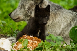 Pup6w14GelsenkirchenKati_Wya-06