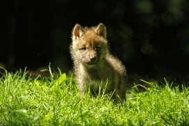 Pup5w12EderseeKati_Kiley-01