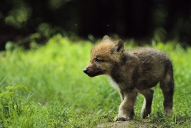Pup5w12EderseeKati_Kiley-02