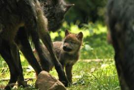 Pup5w12EderseeKati_Kiley-03
