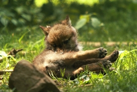 Pup5w12EderseeKati_Kiley-04
