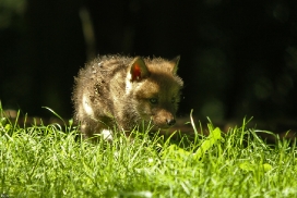 Pup5w12EderseeKati_Kiley-05