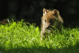 Pup5w12EderseeKati_Kiley-06