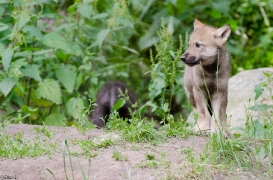 Pup1m13LueneburgBineG_brown-01