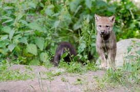 Pup1m13LueneburgBineG_brown-02