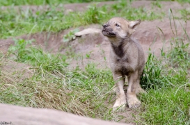 Pup1m13LueneburgBineG_brown-03
