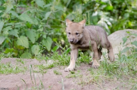 Pup1m13LueneburgBineG_brown-05