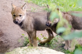 Pup1m13LueneburgBineG_brown-06