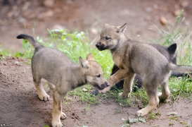 Pup1m13LueneburgBineG_brown-08