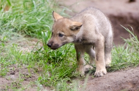 Pup1m13LueneburgBineG_brown-09