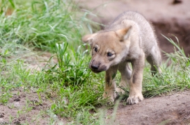 Pup1m13LueneburgBineG_brown-10