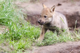 Pup1m13LueneburgBineG_brown-12