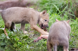 Pup1m13LueneburgBineG_brown-13