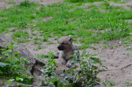 Pup6w11ZooBerlinBineG_Pup-02