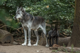 Pup2m15GelsenkirchenKati_All-19