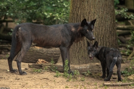 Pup2m15GelsenkirchenKati_All-18