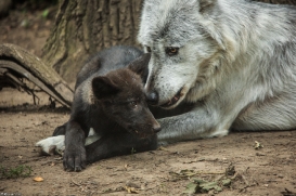 Pup2m15GelsenkirchenKati_All-03
