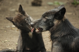 Pup2m15GelsenkirchenKati_All-12