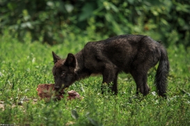 Pup2m15GelsenkirchenKati_Averic-08