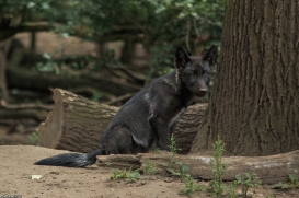 Pup2m15GelsenkirchenKati_Cylin-11