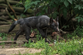 Pup2m15GelsenkirchenKati_Cylin-10