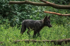 Pup2m15GelsenkirchenKati_Cylin-09
