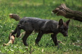 Pup2m15GelsenkirchenKati_Cylin-08