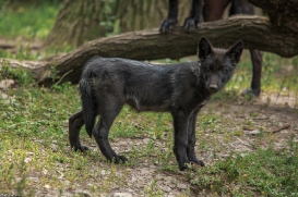 Pup2m15GelsenkirchenKati_Cylin-07