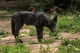 Pup2m15GelsenkirchenKati_Cylin-06