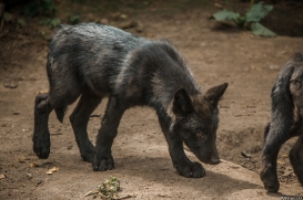 Pup2m15GelsenkirchenKati_Cylin-13