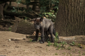 Pup2m15GelsenkirchenKati_Knicky-13
