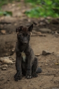 Pup2m15GelsenkirchenKati_Knicky-14