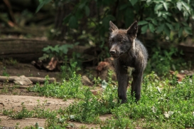 Pup2m15GelsenkirchenKati_Yalk-08