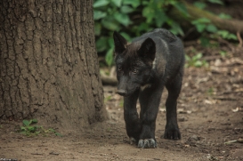Pup2m15GelsenkirchenKati_Yalk-06