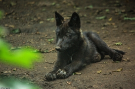 Pup2m15GelsenkirchenKati_Yalk-05