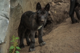 Pup2m15GelsenkirchenKati_Yalk-03