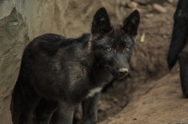 Pup2m15GelsenkirchenKati_Yalk-02