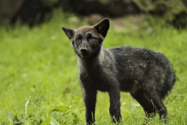 Pup2m12EderseeKati_Ceyla-01