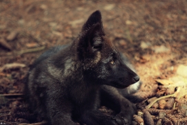 Pup2m12EderseeKati_Ceyla-06