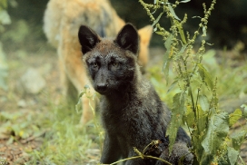 Pup2m12EderseeKati_Ceyla-11