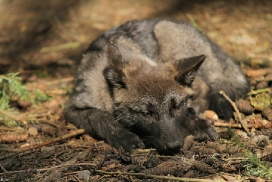 Pup2m12EderseeKati_Ceyla-13
