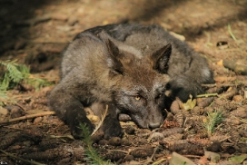 Pup2m12EderseeKati_Ceyla-14