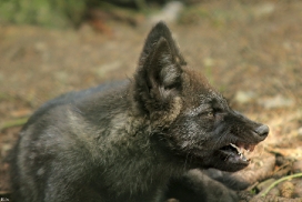 Pup2m12EderseeKati_Ceyla-17