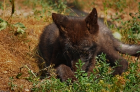 Pup2m10LueneburgKati_Bo--04