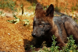 Pup2m10LueneburgKati_Bo--05