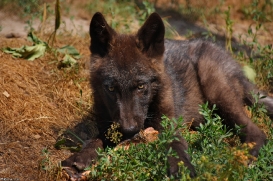 Pup2m10LueneburgKati_Bo--06