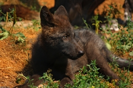Pup2m10LueneburgKati_Bo--09