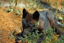 Pup2m10LueneburgKati_Bo--02