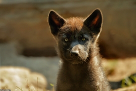 Pup2m13LueneburgKati_Black-01