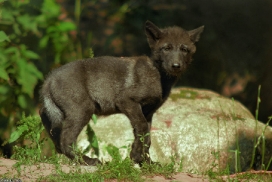 Pup2m13LueneburgKati_Black-02